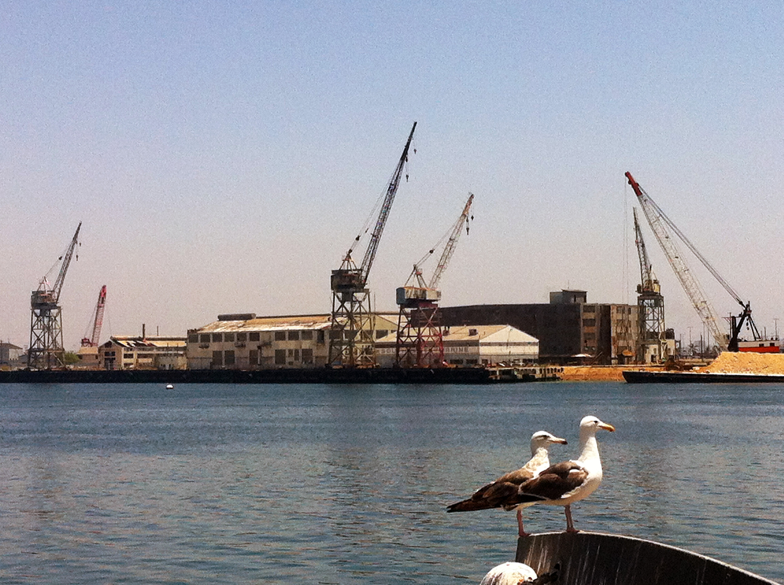 View of two seagulls and terminal island