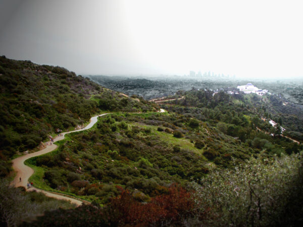 Tress and hills with Griffith Observatory in the far view