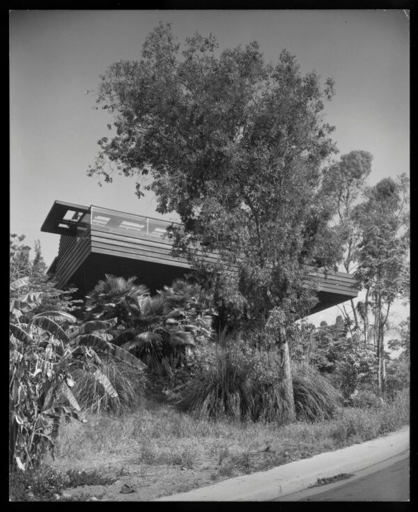 Black and white photograph of the Sturges House viewed from street level, its redwood-clad horizontal form cantilevering over dense canyon vegetation including palms and eucalyptus trees.
